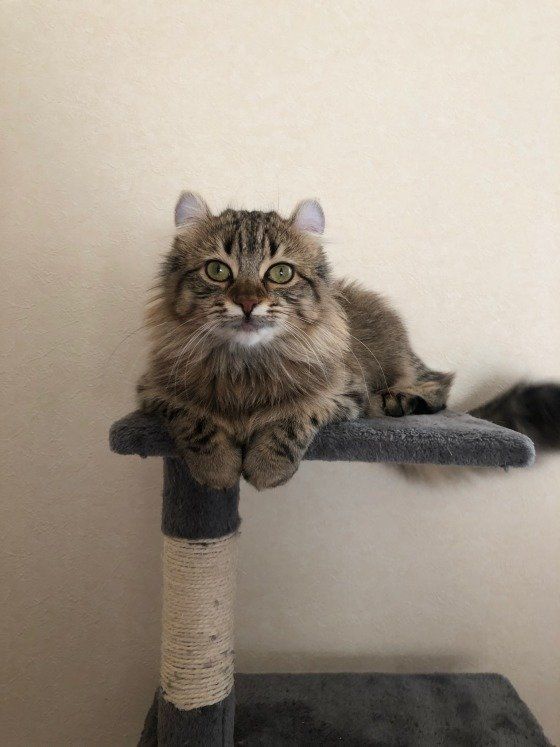 キャットタワーに座る猫