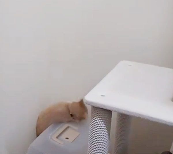 落ちるマンチカン