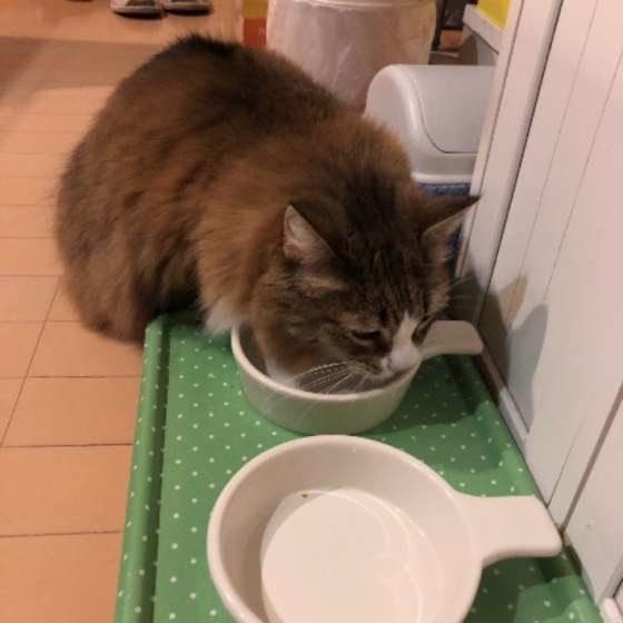 お水を飲む猫（ノルウェージアンフォレストキャット）