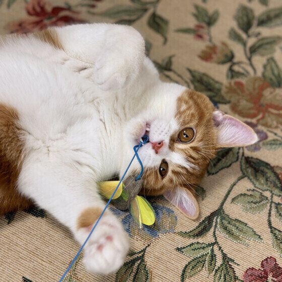 スコティッシュフォールドのあずきくん♪