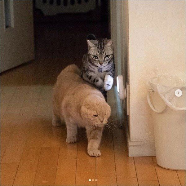 追いかけっこをするアメリカンショートヘアとスコティッシュフォールド