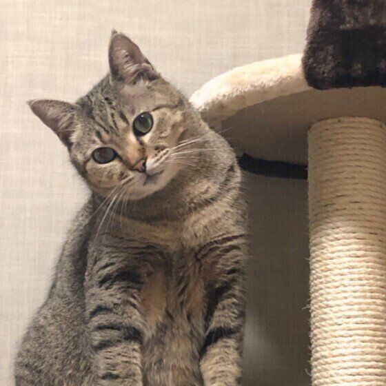 首を傾げるキジトラ