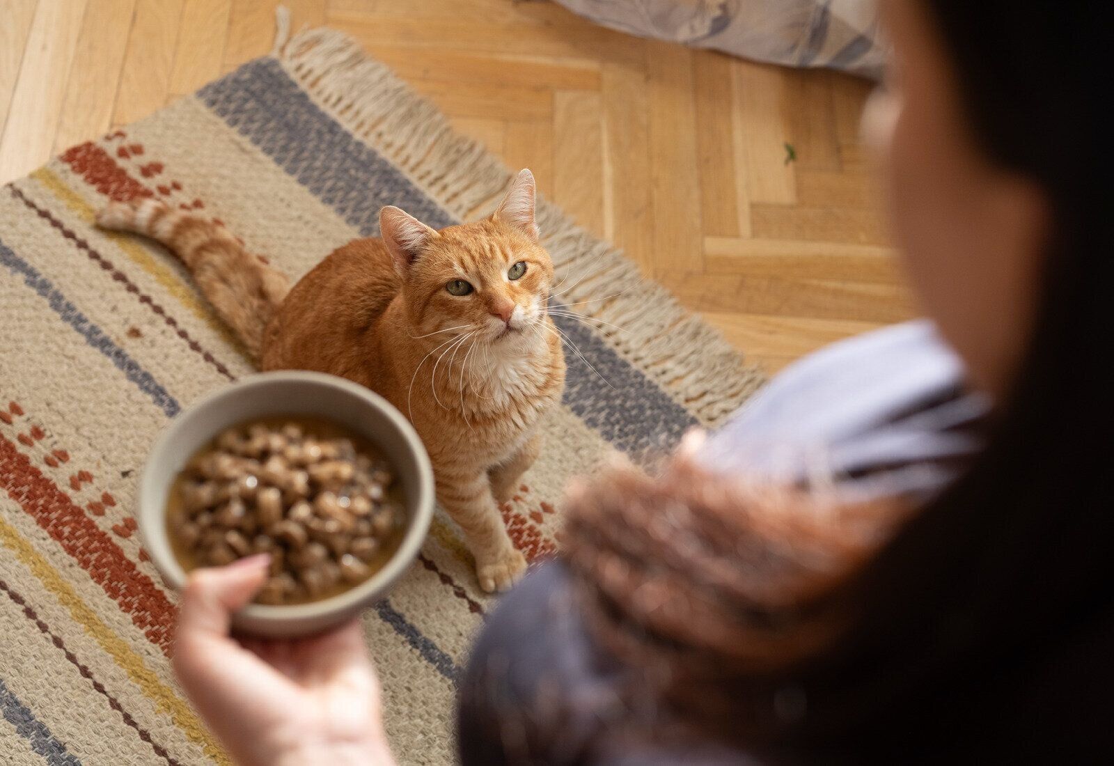 ペットフード　キャットフード　日本ヒルズ・コルゲート　ヒルズ サイエンス・ダイエット　ねこのきもち　腸活　