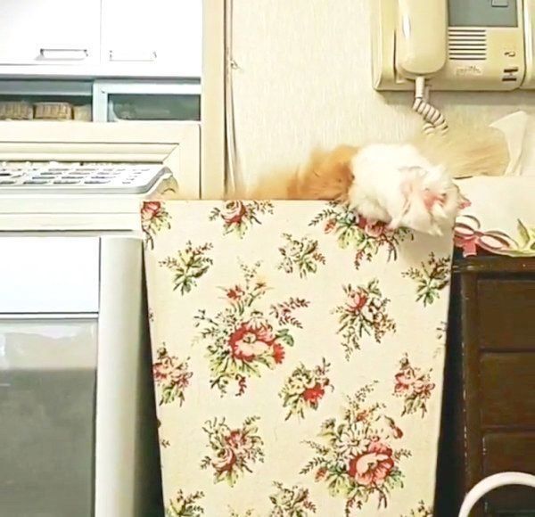 ゴミ箱で遊ぶミヌエット