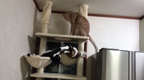 猫じゃらしで遊ぶ猫