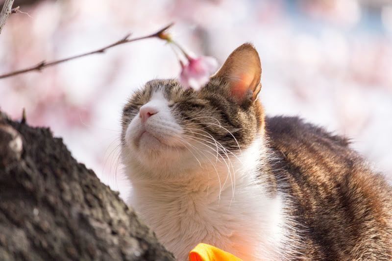 桜の木でくつろぐ猫
