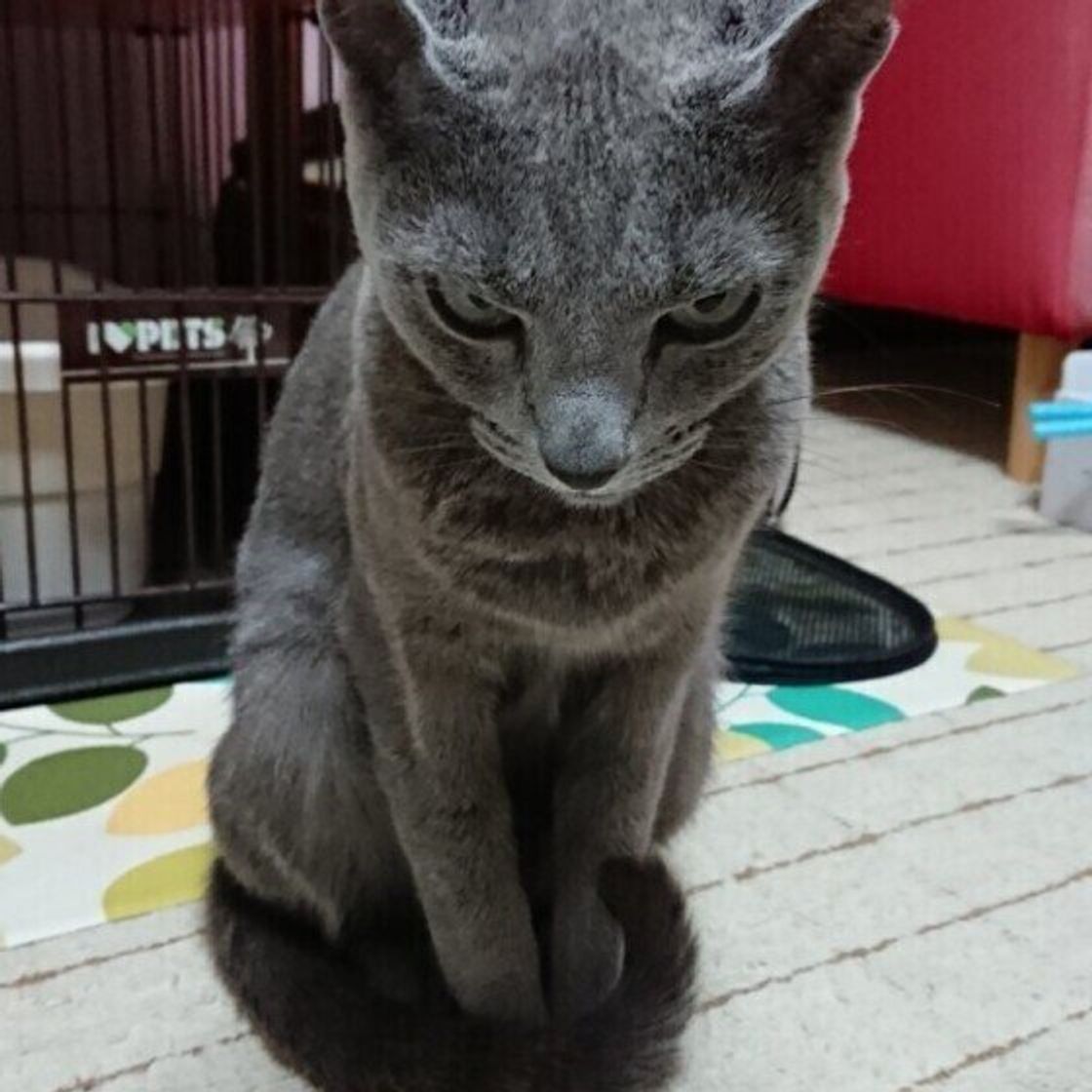 にゃ にゃ にゃお ん 猫は鳴き方を変えている 鳴き声別の猫の気持ちを解説 ねこのきもちweb Magazine にゃ にゃ にゃお ん 猫は鳴き方を変えている 鳴き声別の猫の気持ちを解説 ねこのきもちweb Magazine