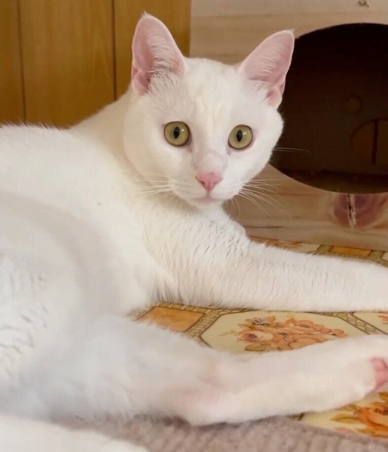 現在のむぎくん。