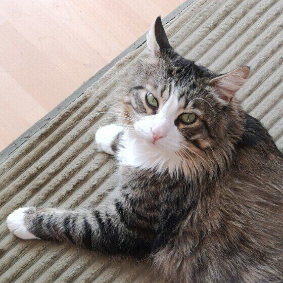 ホットカーペットで温まるメインクーンの銀次郎くん