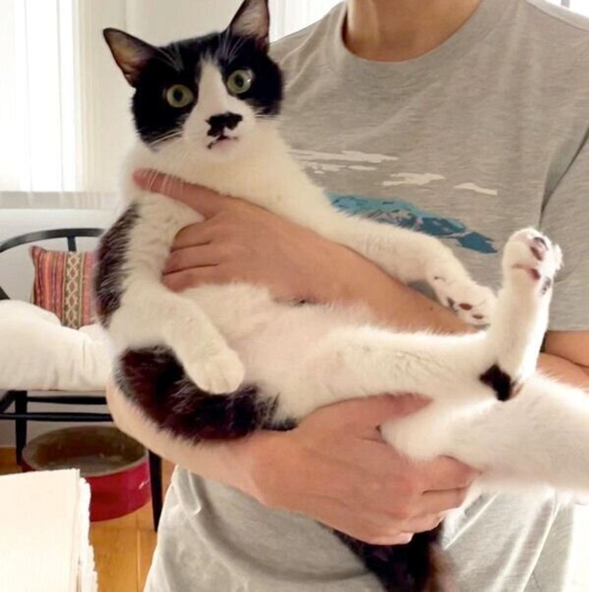 感動の再会 と思いきや 飼い主の帰宅を出迎える猫たちの まさかの反応 に呆然 ねこのきもちweb Magazine 感動の再会 と思いきや 飼い主の帰宅を出迎える猫たちの まさかの反応 に呆然 ねこのきもちweb Magazine