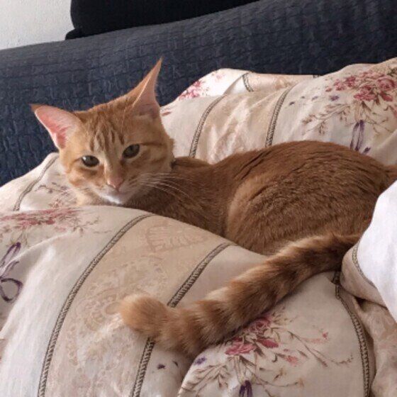 布団でくつろぐ茶トラ