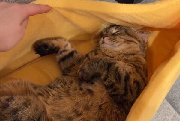 バナナベッドで気持ち良さそうに眠るまつたけちゃん