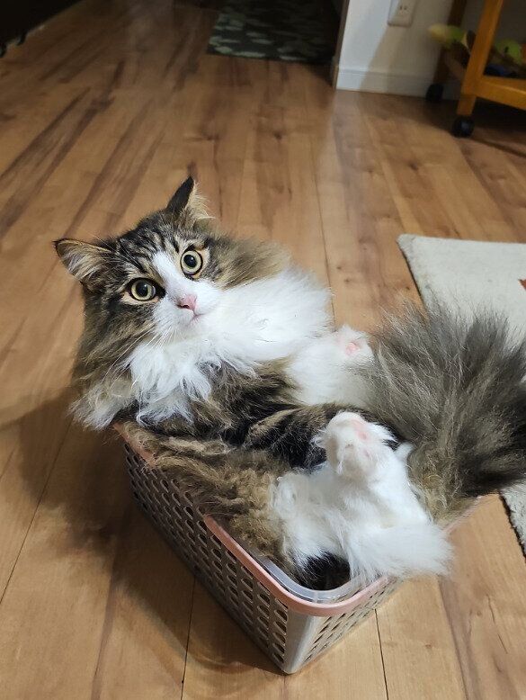 カゴに入っているノルウェージャンフォレストキャット