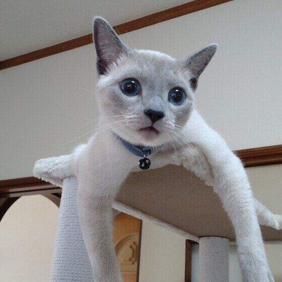 ロシアンブルーのラッシーくん♪