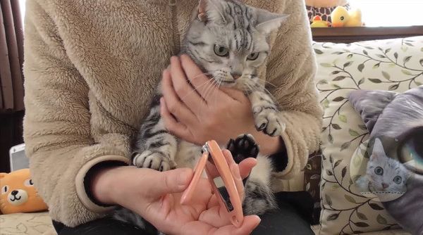 爪切りが嫌いな猫