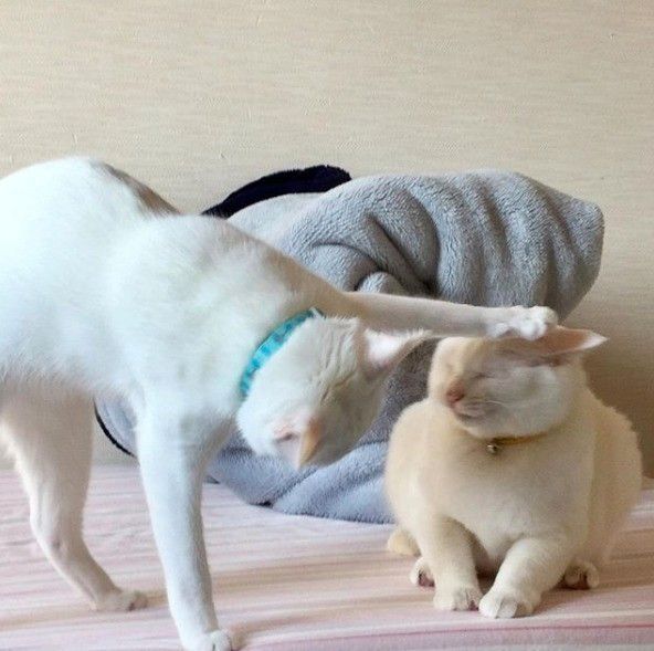 頭を叩かれた猫と叩く猫