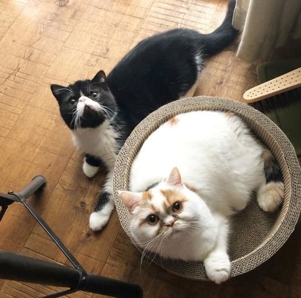 おもちちゃんと八ちゃん