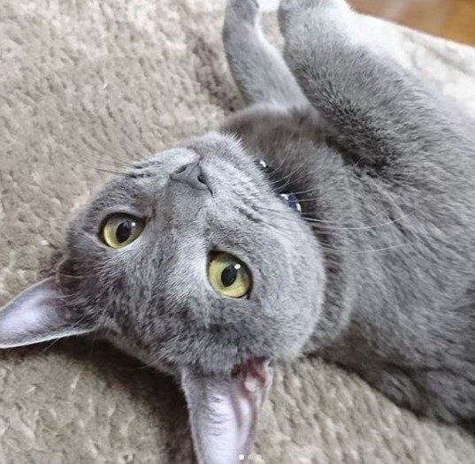 カーペットの上に寝転がるロシアンブルー