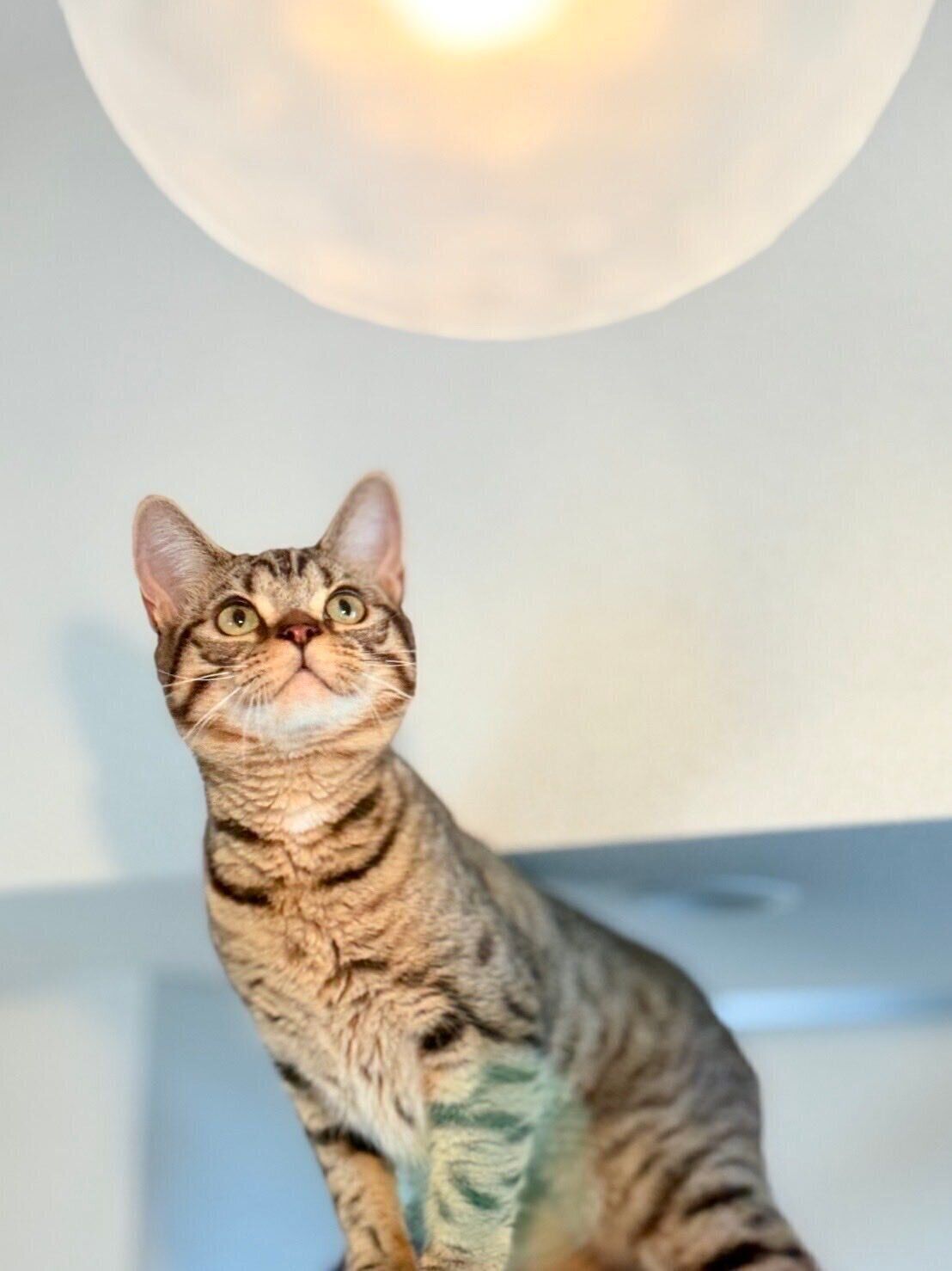 照明を見るアメリカンショートヘア