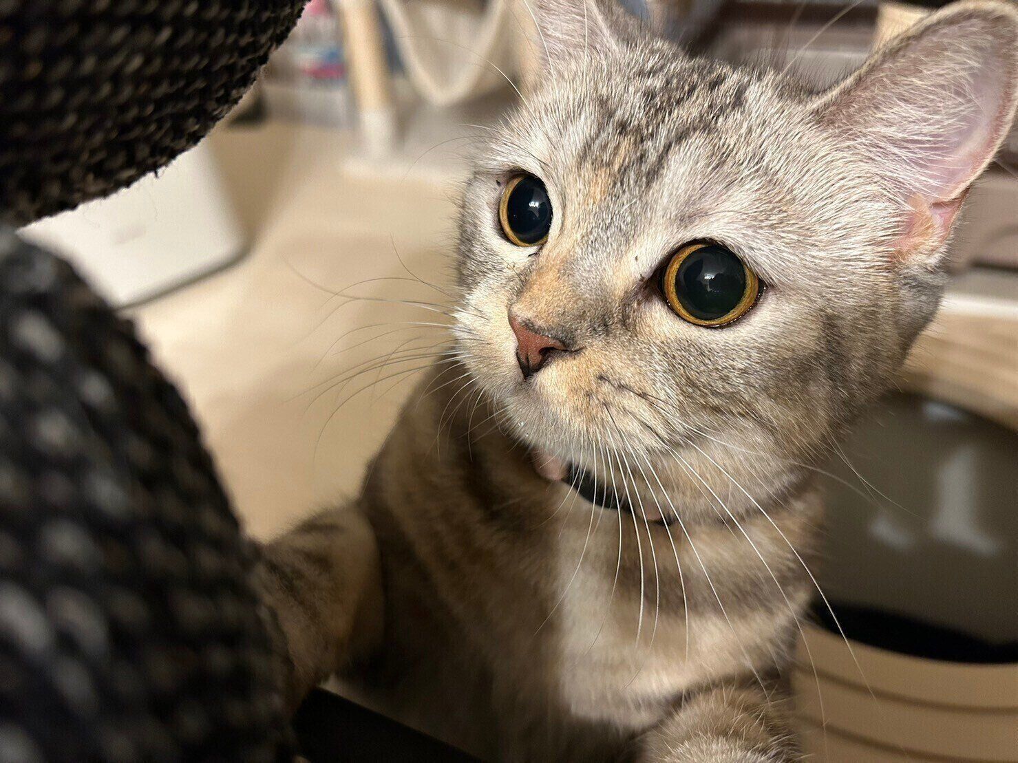 見つめるイブちゃん