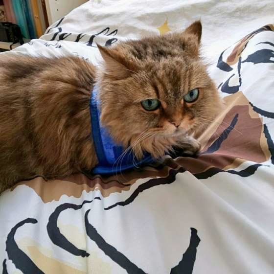 呆然とした顔で遠くを見つめるペルシャ