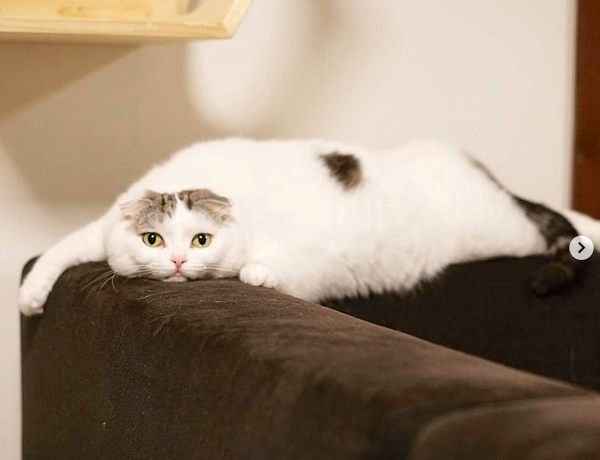 ソファでくつろぐスコティッシュフォールド