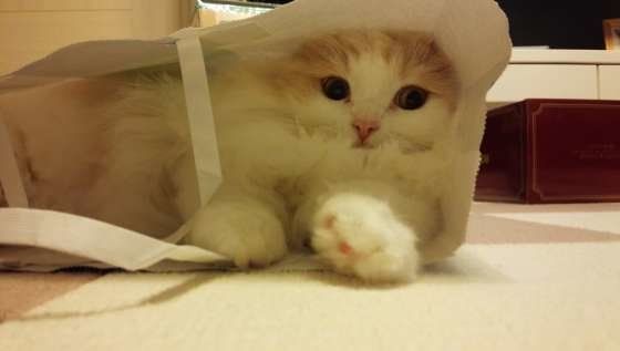  もも  マンチカン・ロングヘア