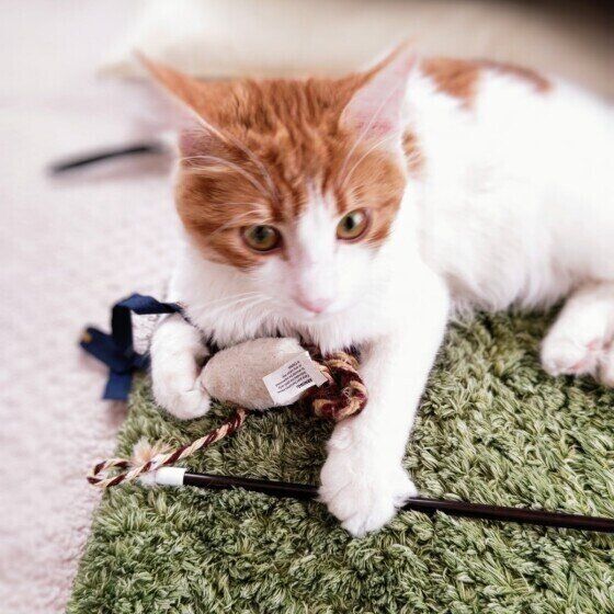 遊ぶノルウェージアンフォレストキャット