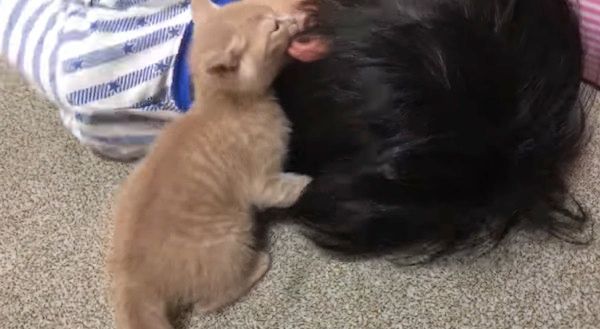 毛づくろいする子猫