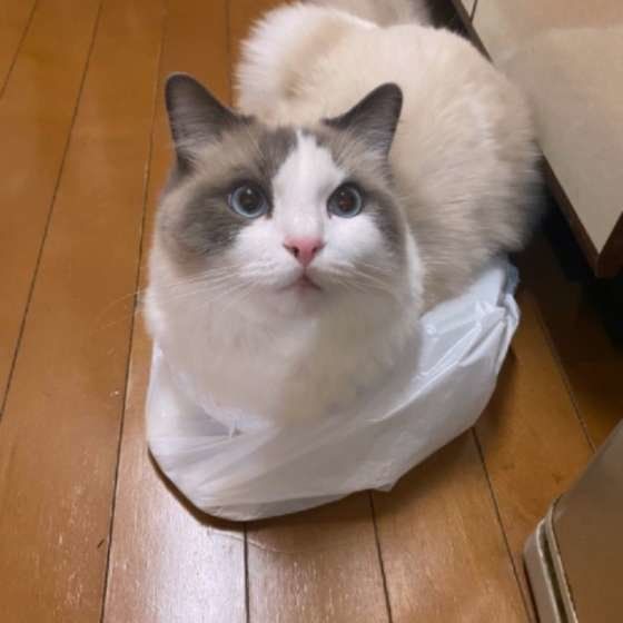 袋に入るラグドール