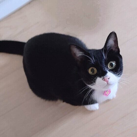 Mix（黒×白）のもみじちゃん♪