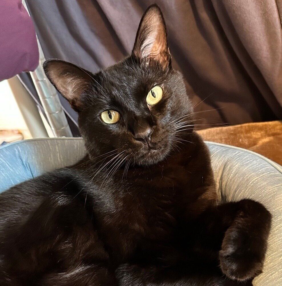 見つめるトニーくん