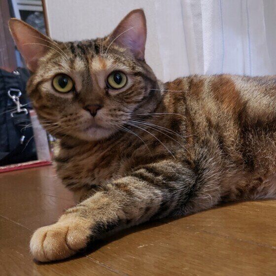 凛ちゃん（アメリカンショートヘア）