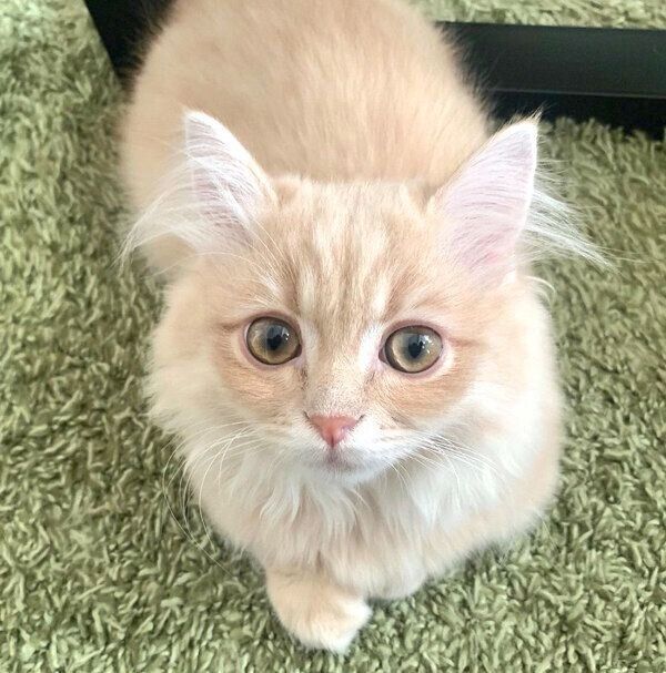 見つめるモニくん