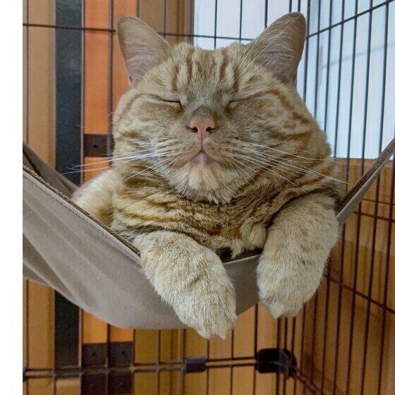 アメリカンショートヘアの龍太くん