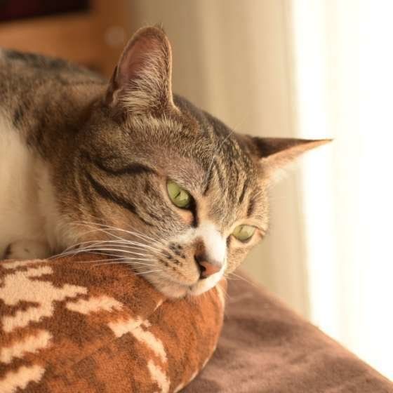 MIX キジトラ CoCoちゃん