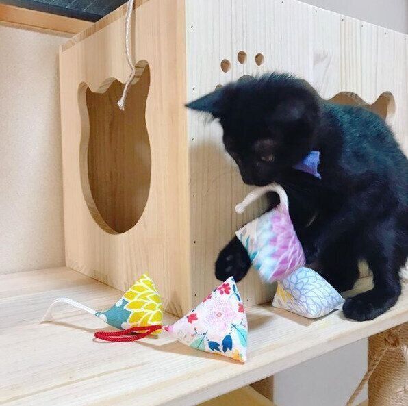 おもちゃで遊ぶ黒猫のロージーちゃん