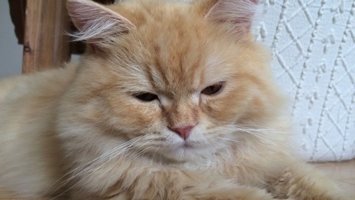 口ほどにモノを言う 目づかいでわかる 猫のキモチ ねこのきもちweb Magazine 口ほどにモノを言う 目づかいでわかる 猫のキモチ ねこのきもちweb Magazine