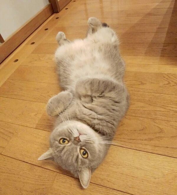 ヘソ天するアドちゃん