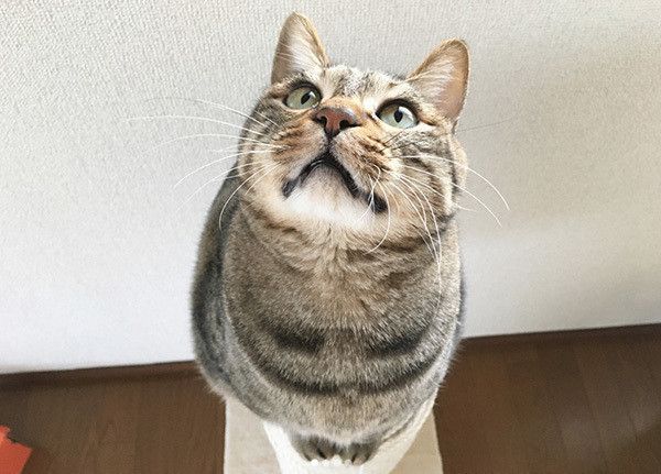 見上げる猫