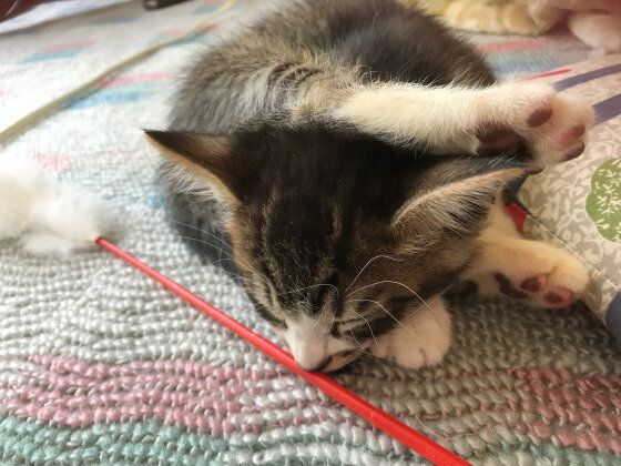 お尻が気になる猫