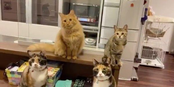 動きがシンクロする猫たち