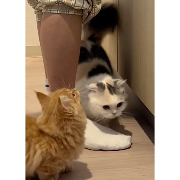 ゴハンの準備をする飼い主さんの足元をウロウロするラテちゃん、チャイくん