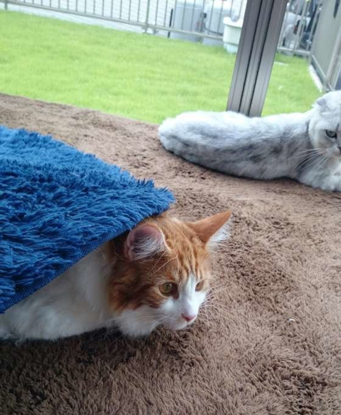 とろふにゃ猫 続出 猫も認めるぽかぽかグッズで暖かな冬を ねこのきもちweb Magazine とろふにゃ猫 続出 猫も認めるぽかぽかグッズで暖かな冬を ねこのきもちweb Magazine