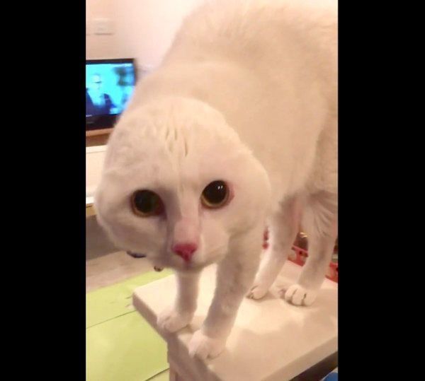 耳がなくなる猫