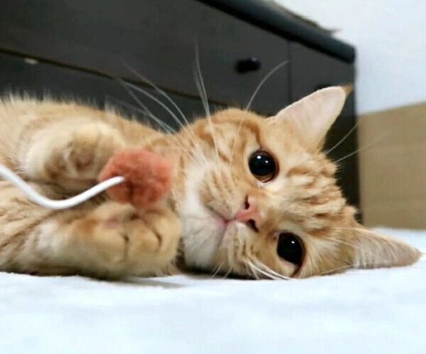 おもちゃで遊ぶ春空くん