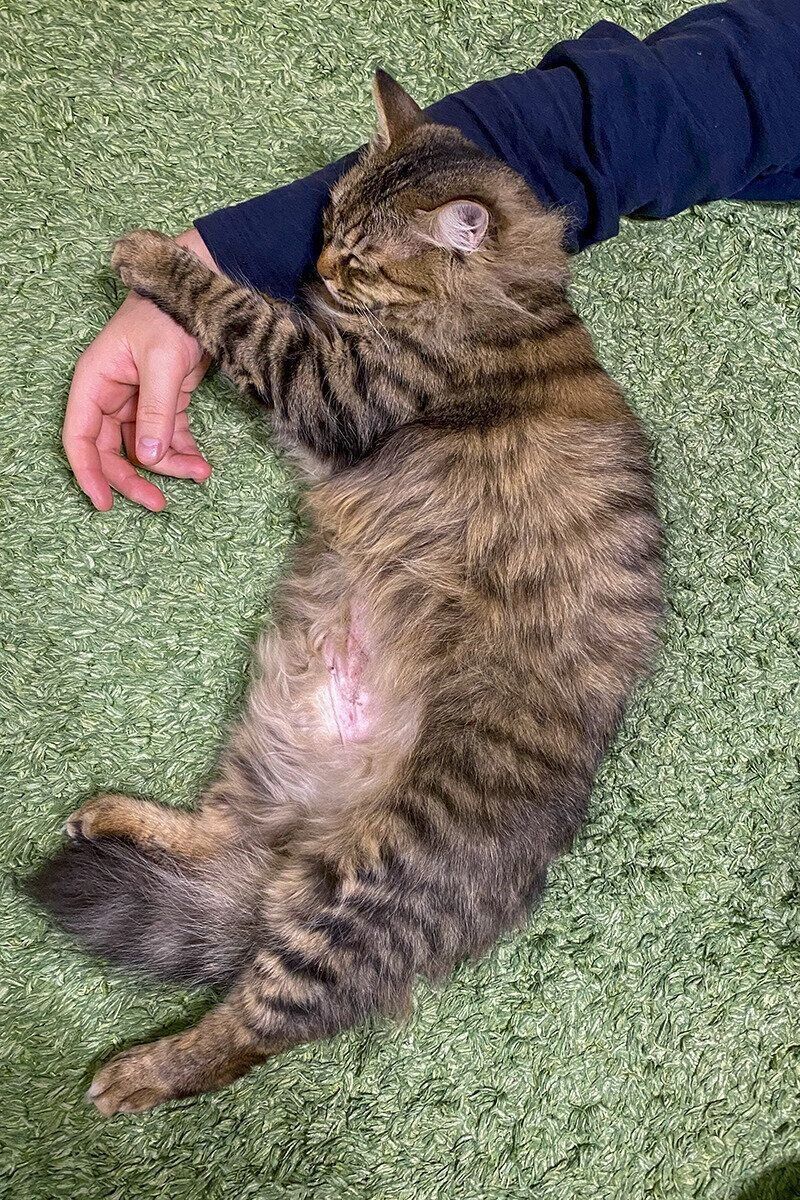 飼い主さんの腕枕で眠るつむぎちゃん