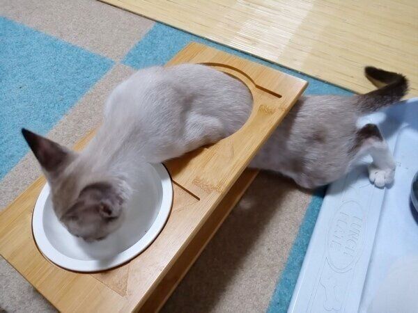 食器台の穴をくぐる柱太郎くん