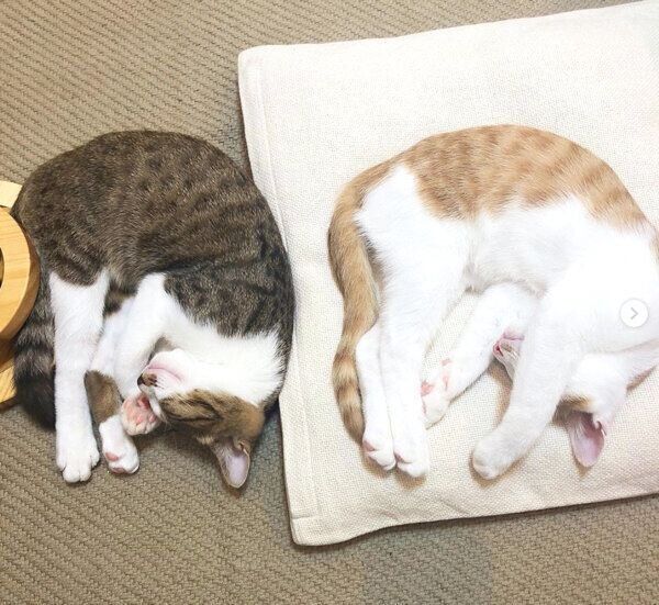 シンクロ寝する椋くんと櫁くん