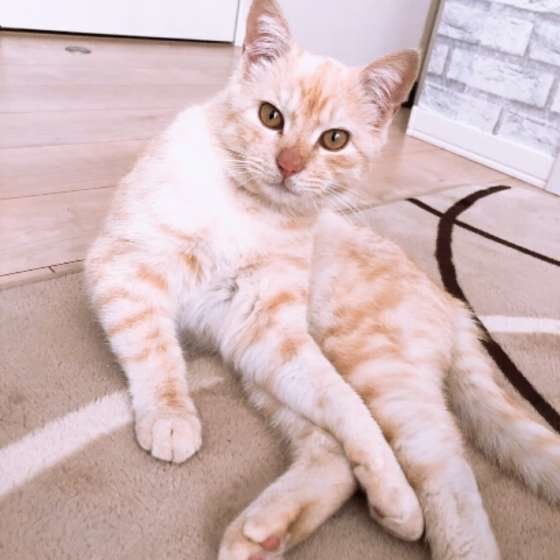 おすわりする茶トラ